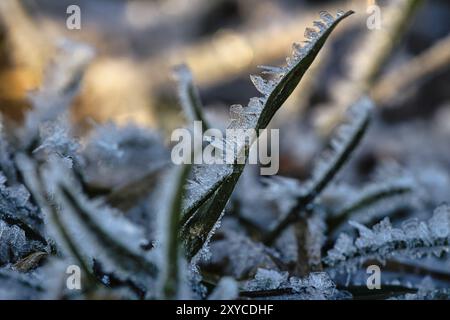 Des cristaux de glace se sont formés sur les lames de l'herbe et ont gelé dans toutes les directions.Des formes structurellement riches et bizarres sont apparues.Coup de feu d'hiver du Brandebourg Banque D'Images