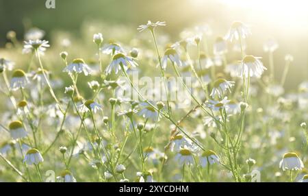 Beaucoup de camomilles de champ dans les rayons du soleil couchant Banque D'Images