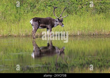 Caribou dans un lac du parc national Denali à Alaske Banque D'Images