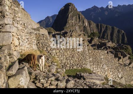 Deux lamas dans la célèbre ville inca de Machu Picchu debout devant un mur, Machu Picchu, PÉROU en octobre 2015 Banque D'Images