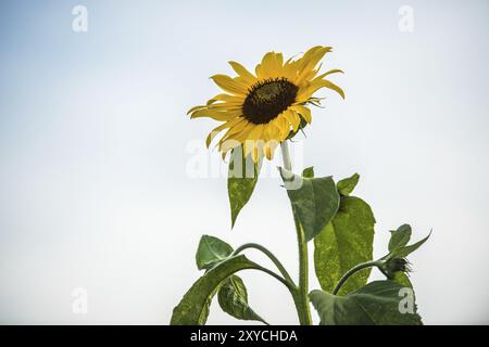 Fleur d'un grand tournesol jaune Banque D'Images