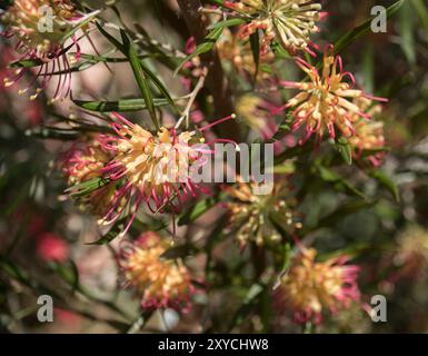 Fleurs roses et oranges de l'arbuste indigène australien Grevillea Olivacea, 'Two Tone', en fleurs dans le jardin du Queensland en hiver, fleurs d'araignée lumineuses. Banque D'Images