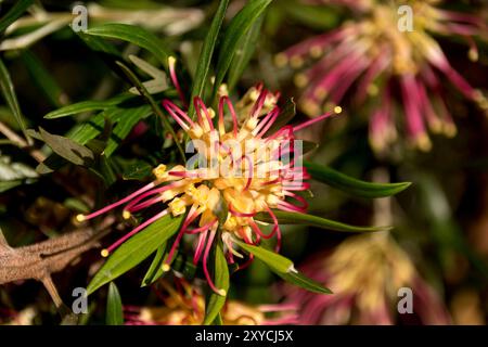 Fleurs roses et oranges de l'arbuste indigène australien Grevillea Olivacea, 'Two Tone', en fleurs dans le jardin du Queensland en hiver, fleurs d'araignée lumineuses. Banque D'Images