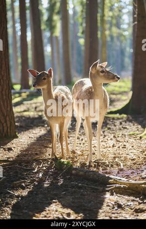 Le cerf en jachère européen (Dama dama) Doe mère avec ses jeunes dans une forêt, Bavière, Allemagne, Europe Banque D'Images