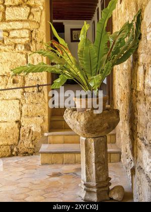 Cour intérieure rustique avec une plante verte dans un pot de fleur en pierre devant un vieux mur et une porte ouverte, palma de Majorque, majorque, îles baléares Banque D'Images