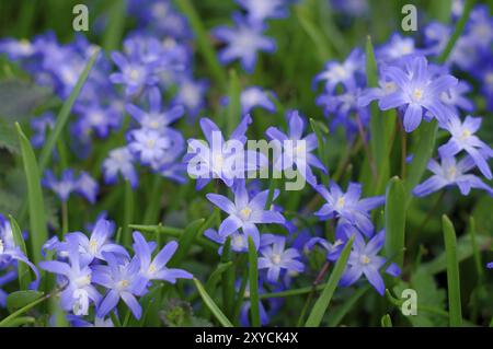 Squill sibérienne Scilla siberica Squill sibérienne Adobe RGB Banque D'Images