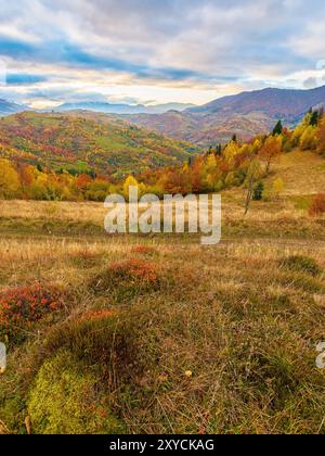 superbe vue sur le paysage de montagne de l'ukraine. pentes boisées à la lumière du matin. arbres à feuilles caduques dans le feuillage d'automne. paysage chaud de forenoon d'automne. rural valle Banque D'Images