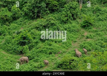 Éléphants dans la jungle, Centre de conservation des éléphants, Xayaboury (Sainyabuli), Laos Banque D'Images