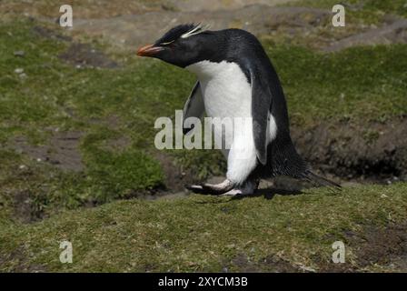 Rockhopper Penguin (Eudyptes chrysocome) à l'Île Saunders, West Falkland Banque D'Images