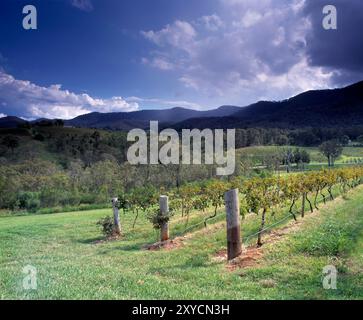Australie. Nouvelle-Galles du Sud. Hunter Valley. Vignoble. Banque D'Images