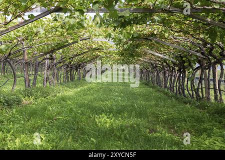 Vignoble après les vendanges de raisin dans le Tyrol du Sud, Italie, Europe Banque D'Images