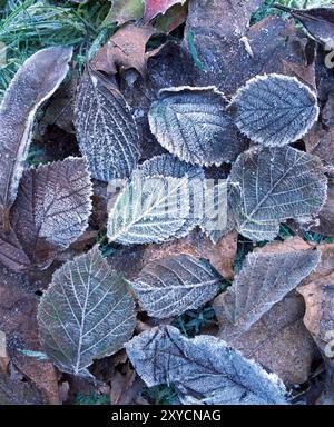 Gros plan sur l'hiver. Givre sur les feuilles de hêtre Banque D'Images