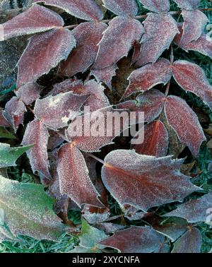 Gros plan sur l'hiver. Gel sur les feuilles congelées. Banque D'Images
