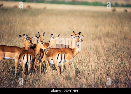 Kenya. Groupe d'antilopes Impala. (Aepyceros melampus). Banque D'Images