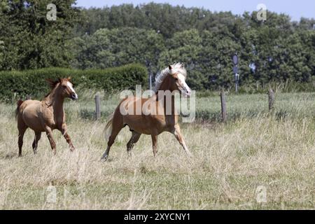 Haflinger sur un pâturage Banque D'Images