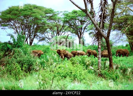 Kenya. Groupe d'éléphants d'Afrique se déplaçant dans la brousse. Banque D'Images