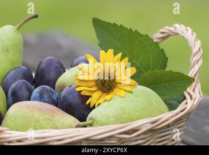 Panier rempli d'un arrangement de prunes et de poires surmonté d'une fleur jaune décorative. Panier en osier rempli de prunes violettes fraîchement récoltées Banque D'Images