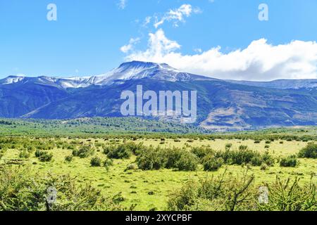 Vue de vache broutant dans le champ avec des fleurs jaunes près de la montagne en Patagonie, Chili, Amérique du Sud Banque D'Images