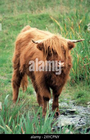 Écosse. Highland Cattle. Vue de face d'un animal debout. Banque D'Images