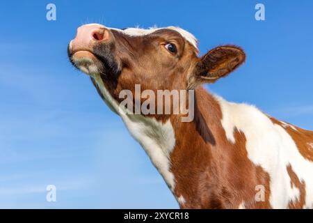 Mignonne vache reniflant la tête soulevée, bovins au lait rouge et blanc et un œil espionnant sous un ciel bleu Banque D'Images