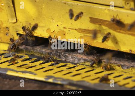 Abeilles sur le bord de vol Banque D'Images