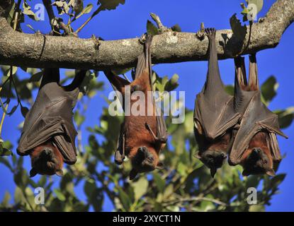 Animaux sauvages vivant en Australie. Symbole Halloween. Renards volants, également appelés chauves-souris fruitières Banque D'Images