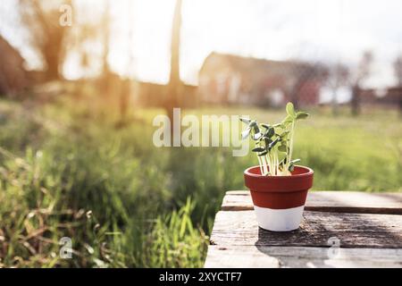 Jardinage concept de passe-temps avec des semis de concombre de légumes verts en céramique pot sur l'ancienne table en bois dans le jardin avec arrière-plan flou de lumière du soleil Banque D'Images