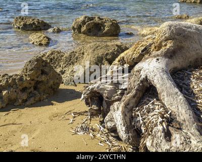 Gros plan d'une bûche de bois flotté sur le rivage sablonneux avec les rochers environnants et la mer bleue claire, katakolon, mer méditerranée, grèce Banque D'Images