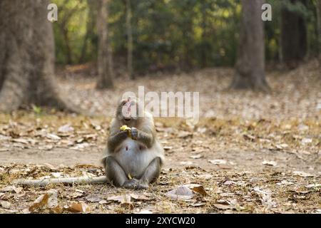 Singe mangeant une banane dans le complexe du temple d'Angkor Wat, Cambodge, Asie Banque D'Images