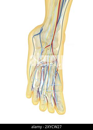 Pied humain avec système nerveux, système lymphatique et système circulatoire Banque D'Images