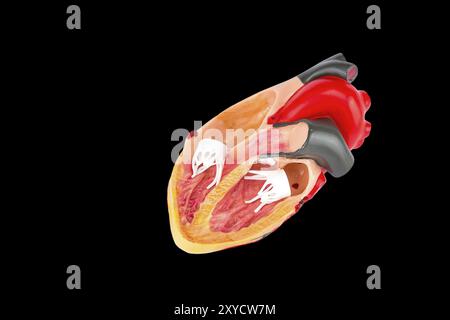 À l'intérieur de cœur humain isolé modèle sur fond noir Banque D'Images