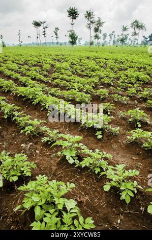 Champs de pommes de terre au Rwanda près des volcans dans un sol très riche pour de grandes cultures Banque D'Images