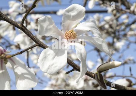 Fleur de magnolia blanc sur arbre de magnolia, branche sur fond de ciel bleu, Espagne, Europe Banque D'Images