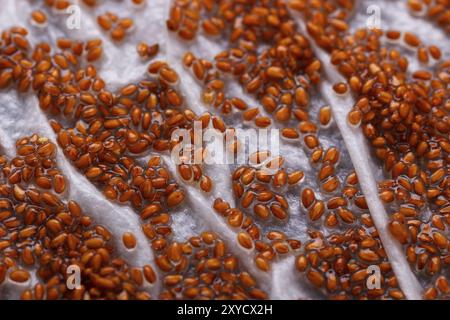 Graines germées de la salade de cresson sur base humide, gros plan, macro Banque D'Images