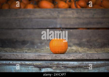 Une citrouille dans le vieux camion. Close up. Citrouille, Squash Harvest Banque D'Images