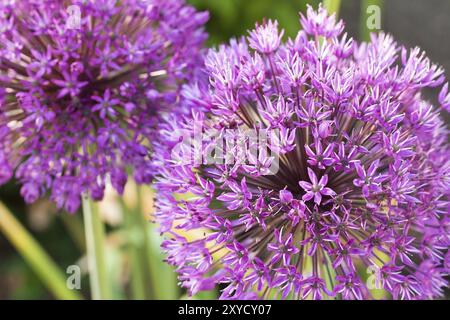 Rampe d'éblouissement, ouverture ouverte, macro Banque D'Images