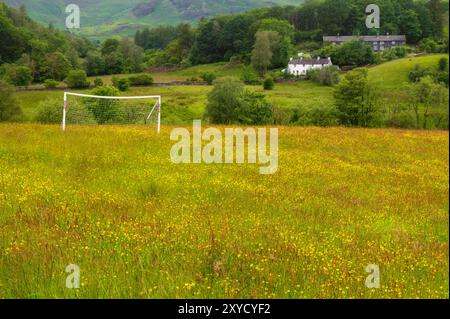 Buttercup Meadows à Little Langdale, Cumbria Banque D'Images