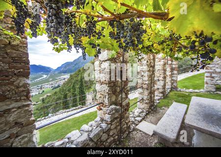 Viticulture à Castello di Avio Trento Italie Banque D'Images