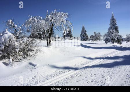 Winterwald, forêt en hiver 01 Banque D'Images