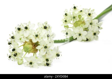 Étoile de lait (Ornithogalum arabicum) Banque D'Images