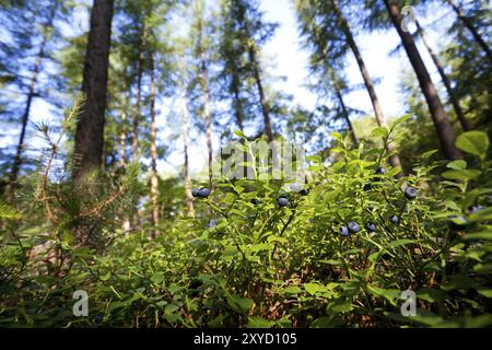 Arbustes verts aux fruits de myrtille dans la forêt sauvage Banque D'Images