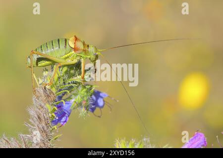 Sauterelle à selle de steppe, cricket de brousse à dos de selle (Ephippiger ephippiger), mâle, sauterelle à longues pattes, sur le bugloss de Viper (Echium vulgare), rouge Banque D'Images