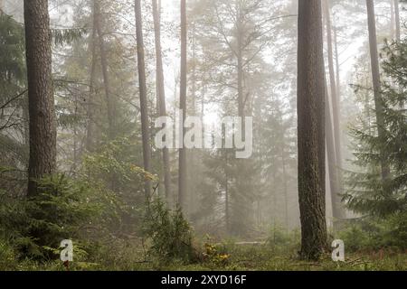 Forêt dans la brume légère avec des pins, des arbres à feuilles caduques et des sapins. Sol envahi de mousse et de fougères Banque D'Images