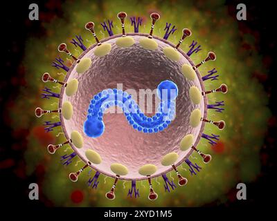 Observation microscopique du virus respiratoire syncytial humain (VRS). Le VRS provoque une infection des voies respiratoires des poumons et des voies respiratoires Banque D'Images