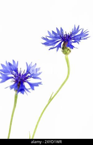 Bleuet en fleurs (Centaurea cyanus), isolé Banque D'Images