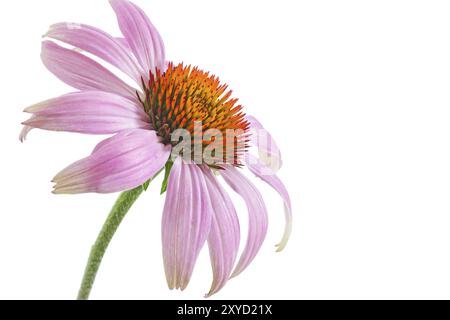 Coneflower (Echinacea) sur fond blanc Banque D'Images