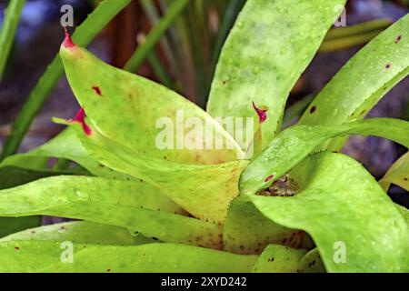 Feuilles de broméliacées vert originaire de la forêt Atlantique brésilienne Banque D'Images