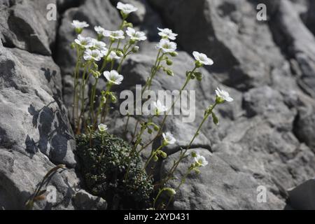 Saxifrage bleu vert Banque D'Images