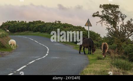 Exmoor poneys sauvages et un mouton, vu sur Porlock Hill dans le Somerset, England, UK Banque D'Images