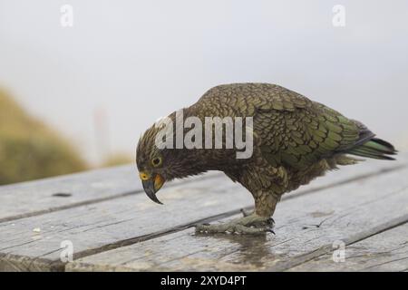 Photoraphe d'un perroquet Kea sur le Kepler Track sur l'île du Sud en Nouvelle-Zélande Banque D'Images